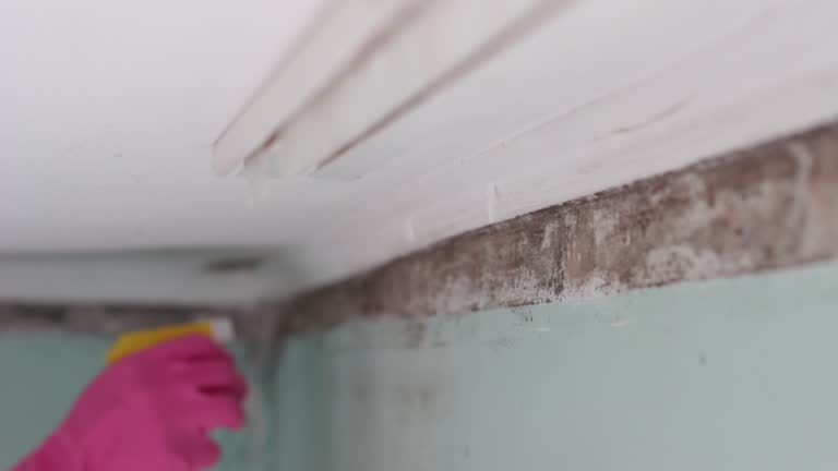 Trusted Kalifornsky, AK Mold Removal Experts